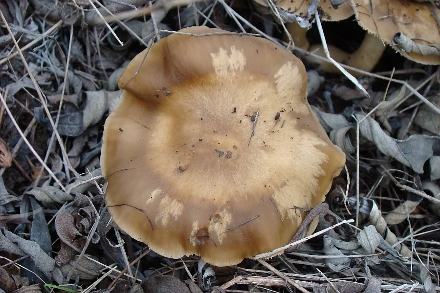 3 Cogumelos para Identificação... Hygrophorus eburneus DSC02017