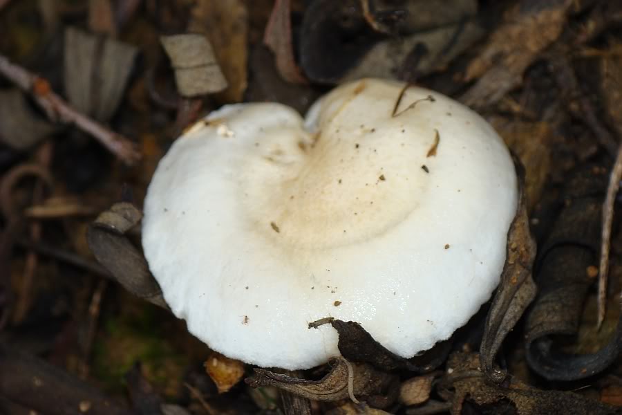 3 Cogumelos para Identificação... Hygrophorus eburneus DSC02040