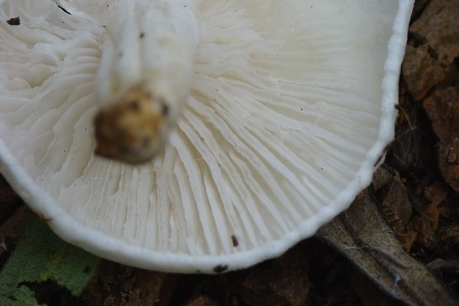 3 Cogumelos para Identificação... Hygrophorus eburneus DSC02048