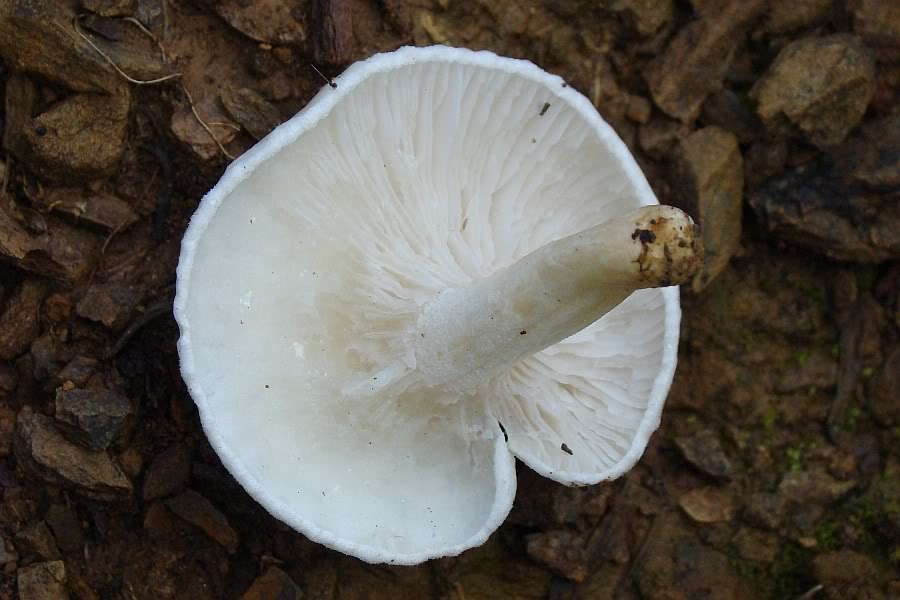 3 Cogumelos para Identificação... Hygrophorus eburneus DSC02049