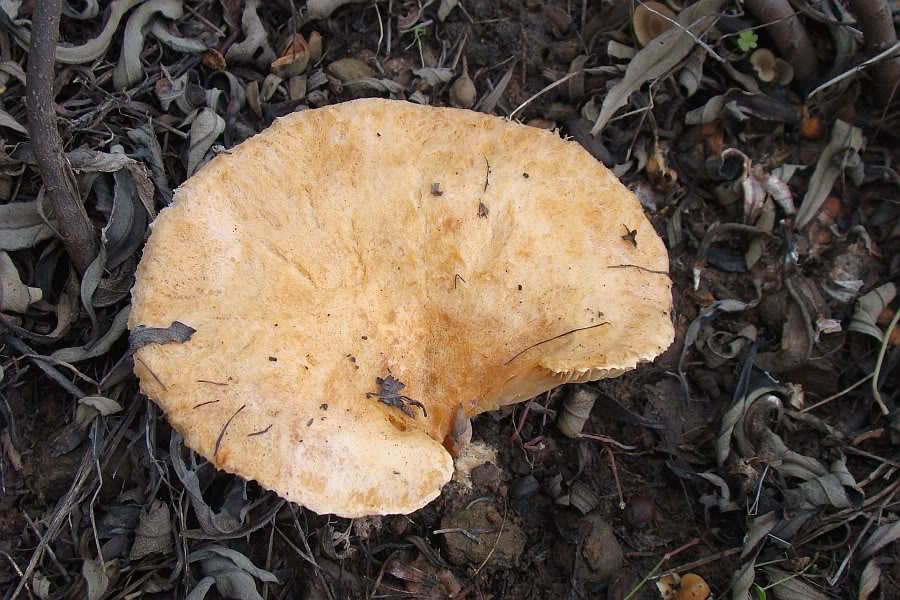 Lactarius tesquorum DSC02165