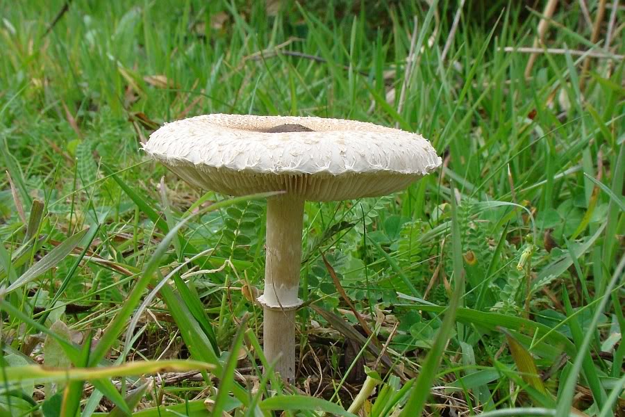 Macrolepiota mastoidea DSC02245