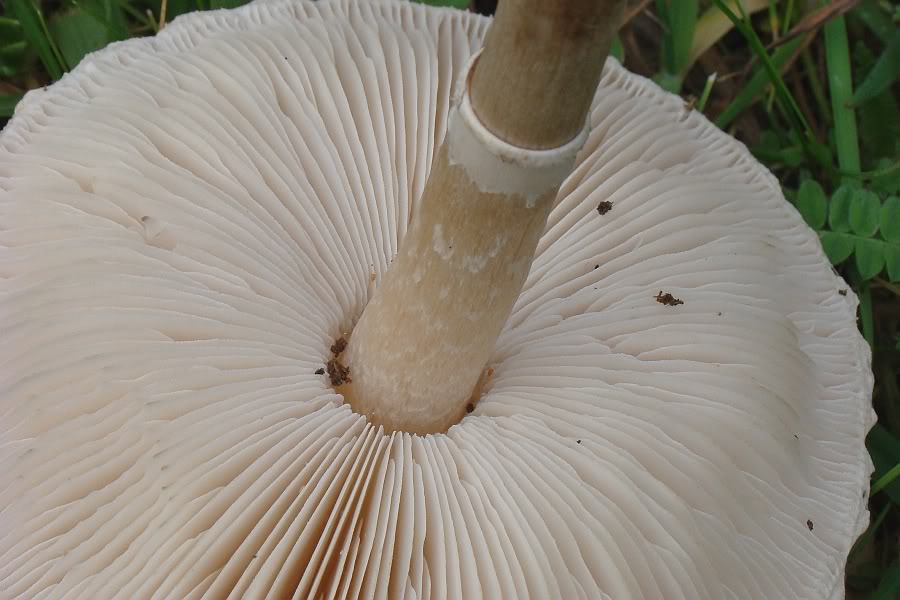 Macrolepiota mastoidea DSC02249