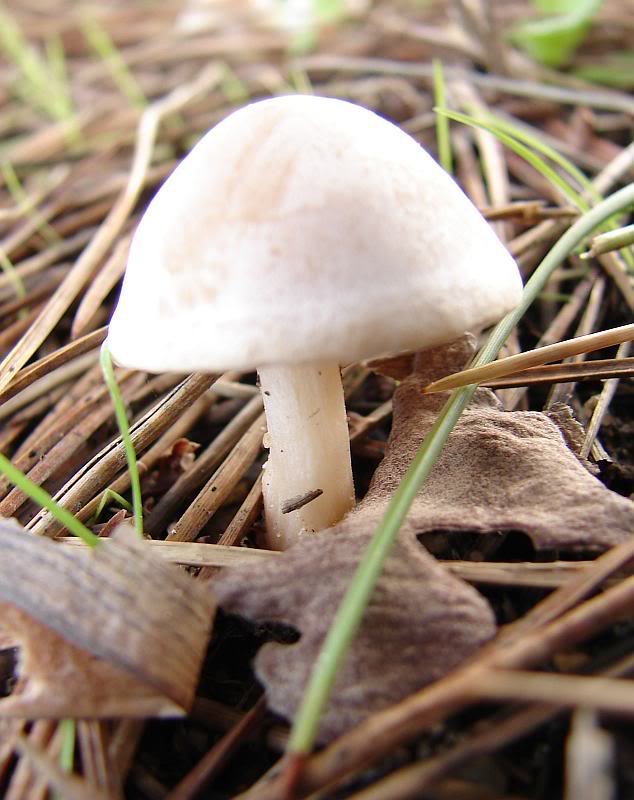 Cogumelos Desconhecidos... DSC06692