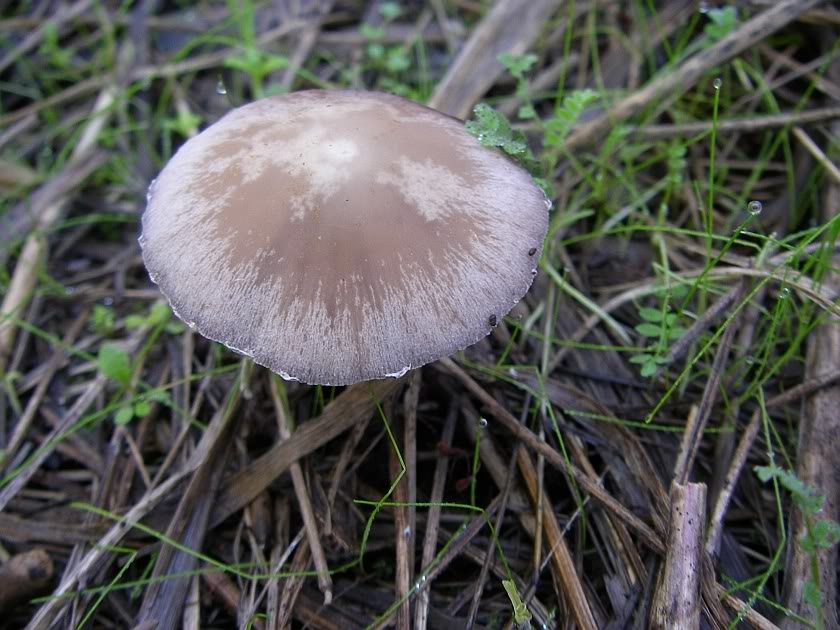 Que espécie de Psathyrella é esta ? PB110025