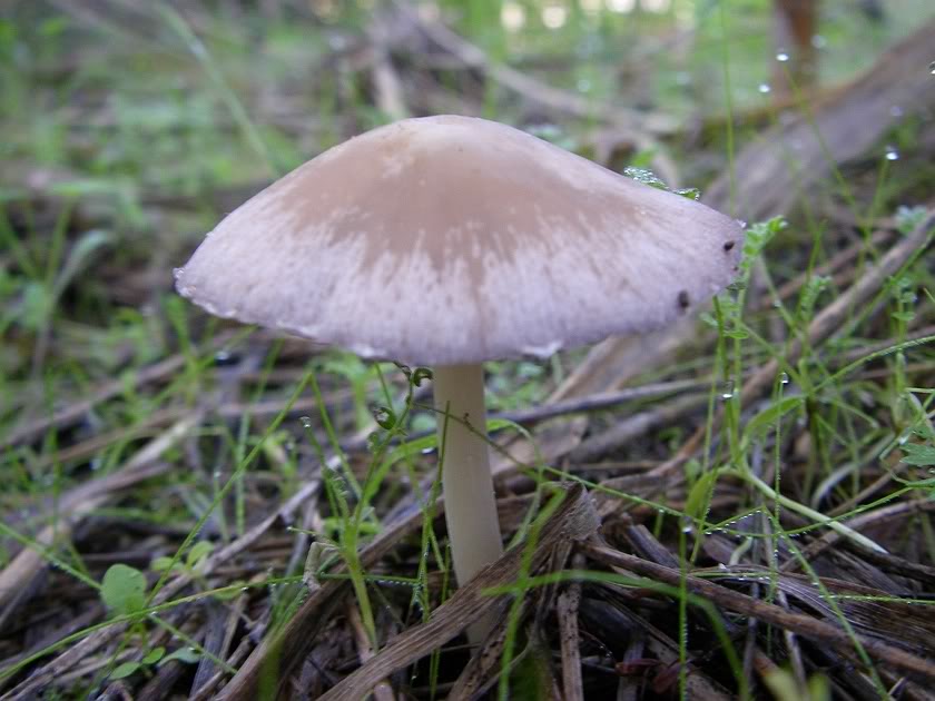 Que espécie de Psathyrella é esta ? PB110026