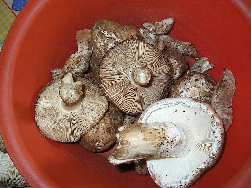 Amanita ponderosa e / ou Amanita curtipes ? PICT0056