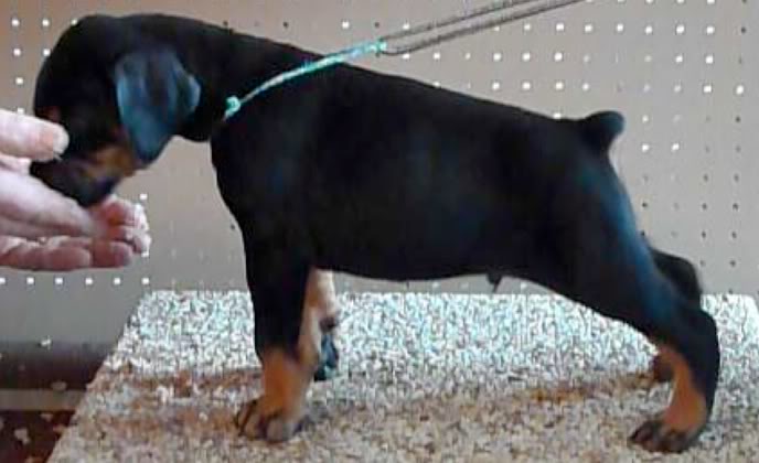 Ch Keyalas wot Helsinki X Multi Ch F`Hiram Royall Bell Helgafhirampups4weeks