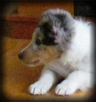 Reg CKC Shetland Sheepdogs. Boyfix