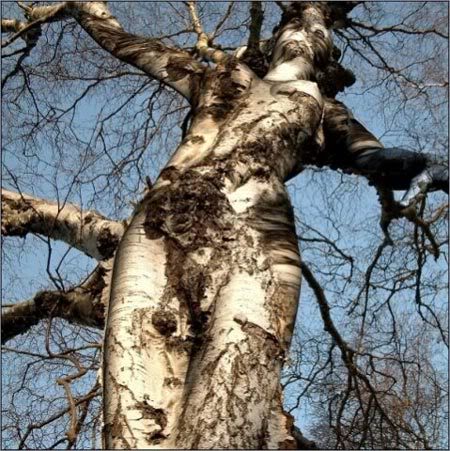 Zanimljive slicice!!! Amazing_tree1