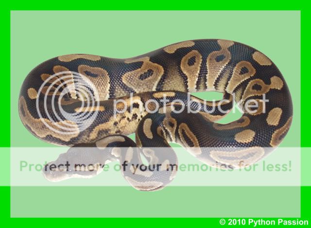 My Ball Python Collection GoodShot-1