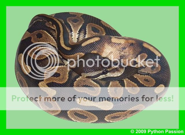 My Ball Python Collection Ringer-SmoothSide