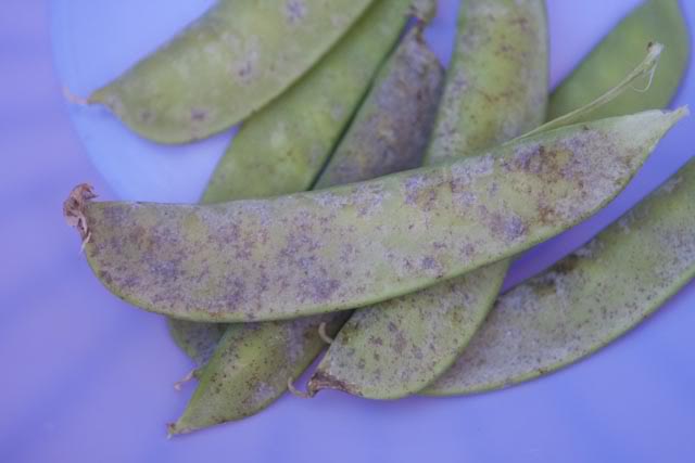 picture of my snap peas (black spots) IMG_6497