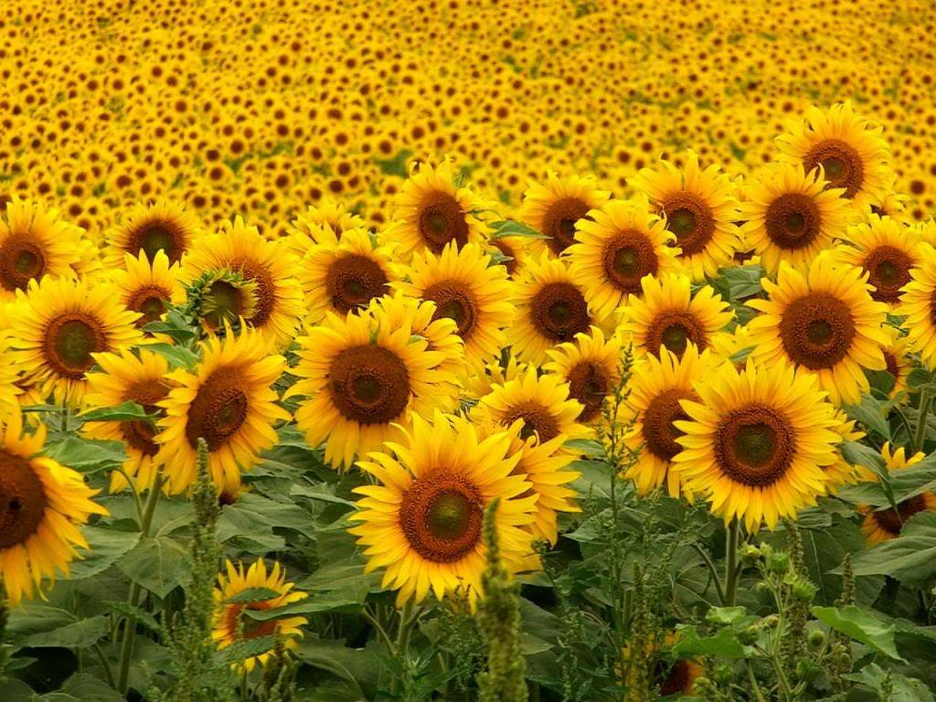 NO por favor!!!! Girasoles65740