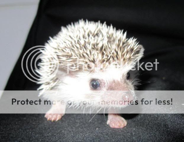 Hoglets - Karli and Milligan Helen063