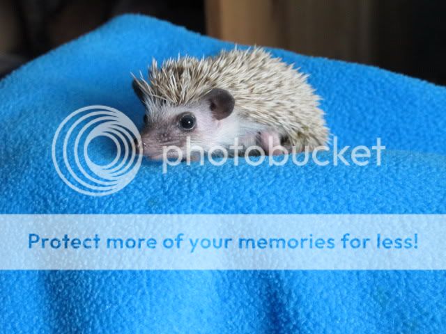 my boy hoglet .x Athelens067