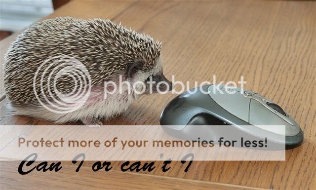 A selection of my captioned photos CanIorcanI