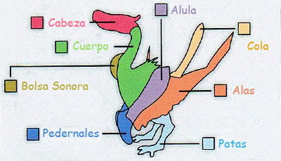 [Info] Qurupeco Esquema_cuerpo_qurupeco