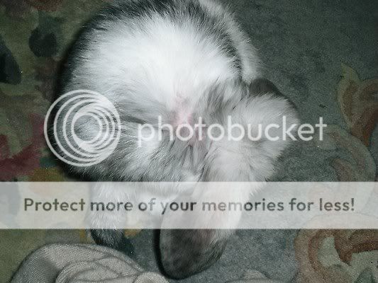 baby bunny pics- add yours. CNV00008