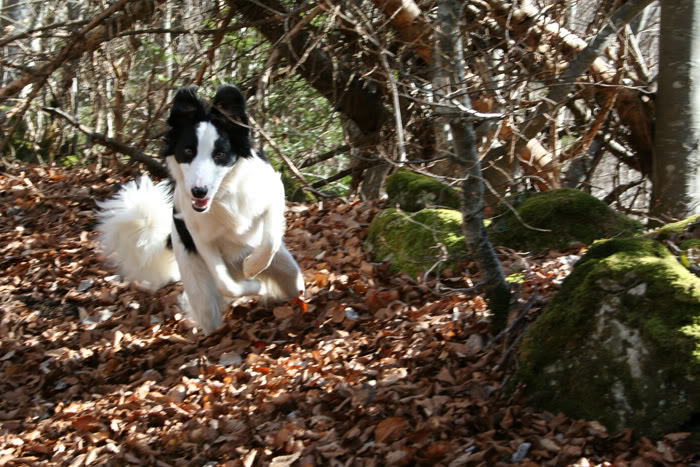 CONCOURS PHOTO: nos loups dans leur activité favorite IMG_1047