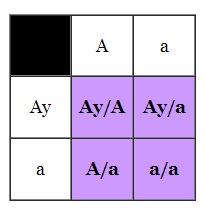 Genética, cuadro de punnet e hipótesis de transmisión del color y sus loci. Cuadro3