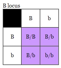 Genética, cuadro de punnet e hipótesis de transmisión del color y sus loci. Cuadro5