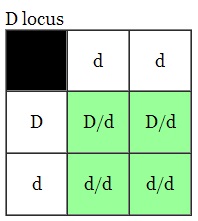 Genética, cuadro de punnet e hipótesis de transmisión del color y sus loci. Cuadro6