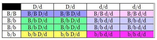 Genética, cuadro de punnet e hipótesis de transmisión del color y sus loci. Cuadro9