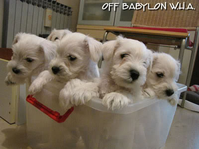 WHITE MINIATURE SCHNAUZER puppies - Kennel "Off Babylon W.H.A." IMG_2392