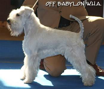 White puppies - GOOD AS GOLD OF ROXY`S PRIDE x MATRASZEPE SNOWBERRY Gold