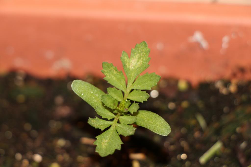 Seedling Identification IMG_0817