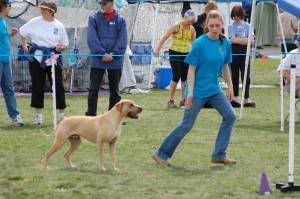 Agility fun! *Action shots* - Page 2 3