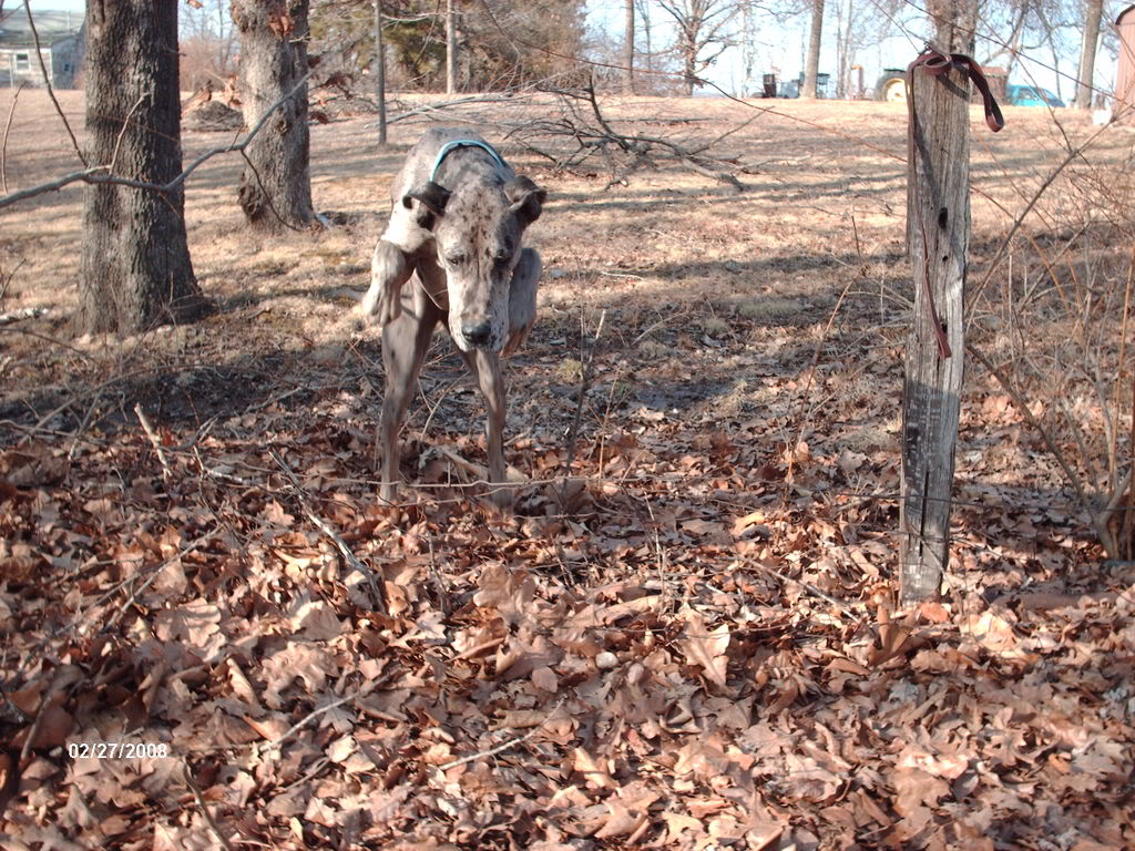 Agility fun! *Action shots* Picture401