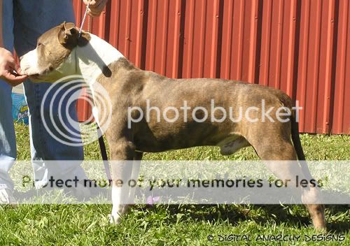 newish photos of some of the dogs Huckside2