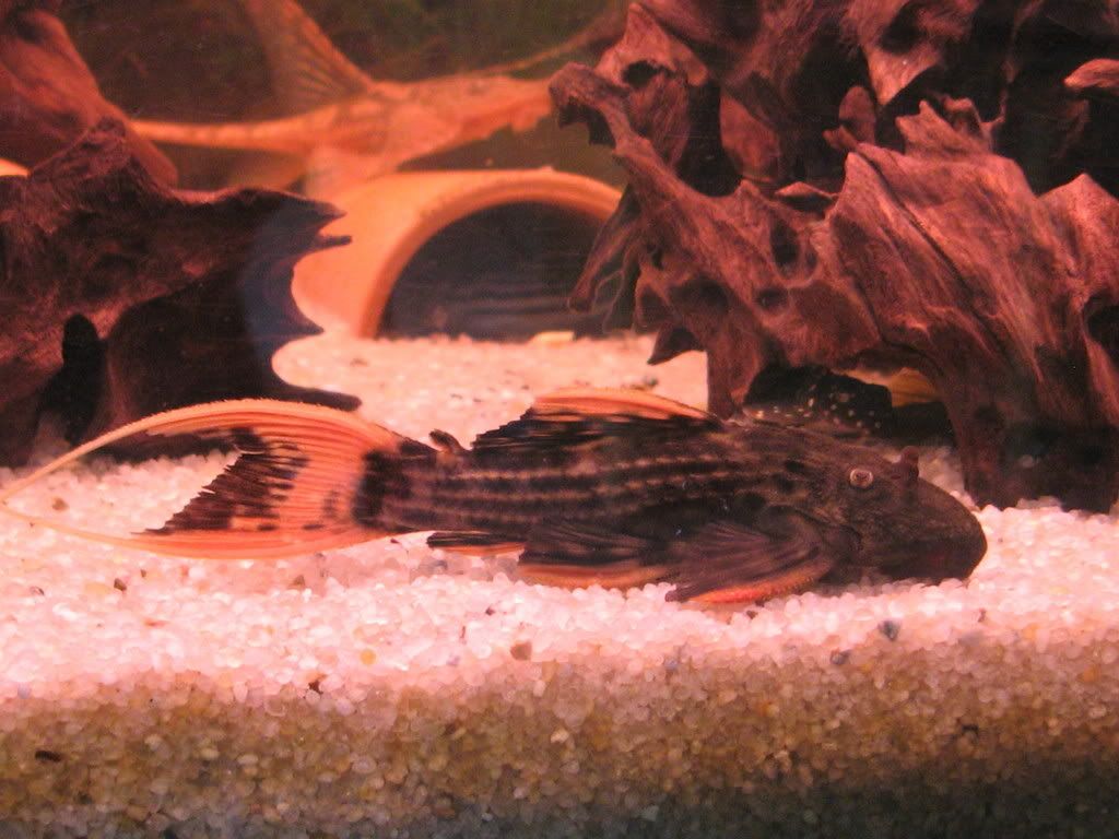 pictures of some of my fish IMG_1329