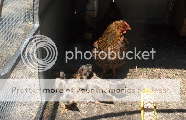 North Pine Poultry Club at BOGI Fair BroodywyandotteandchicksatBOGIFair