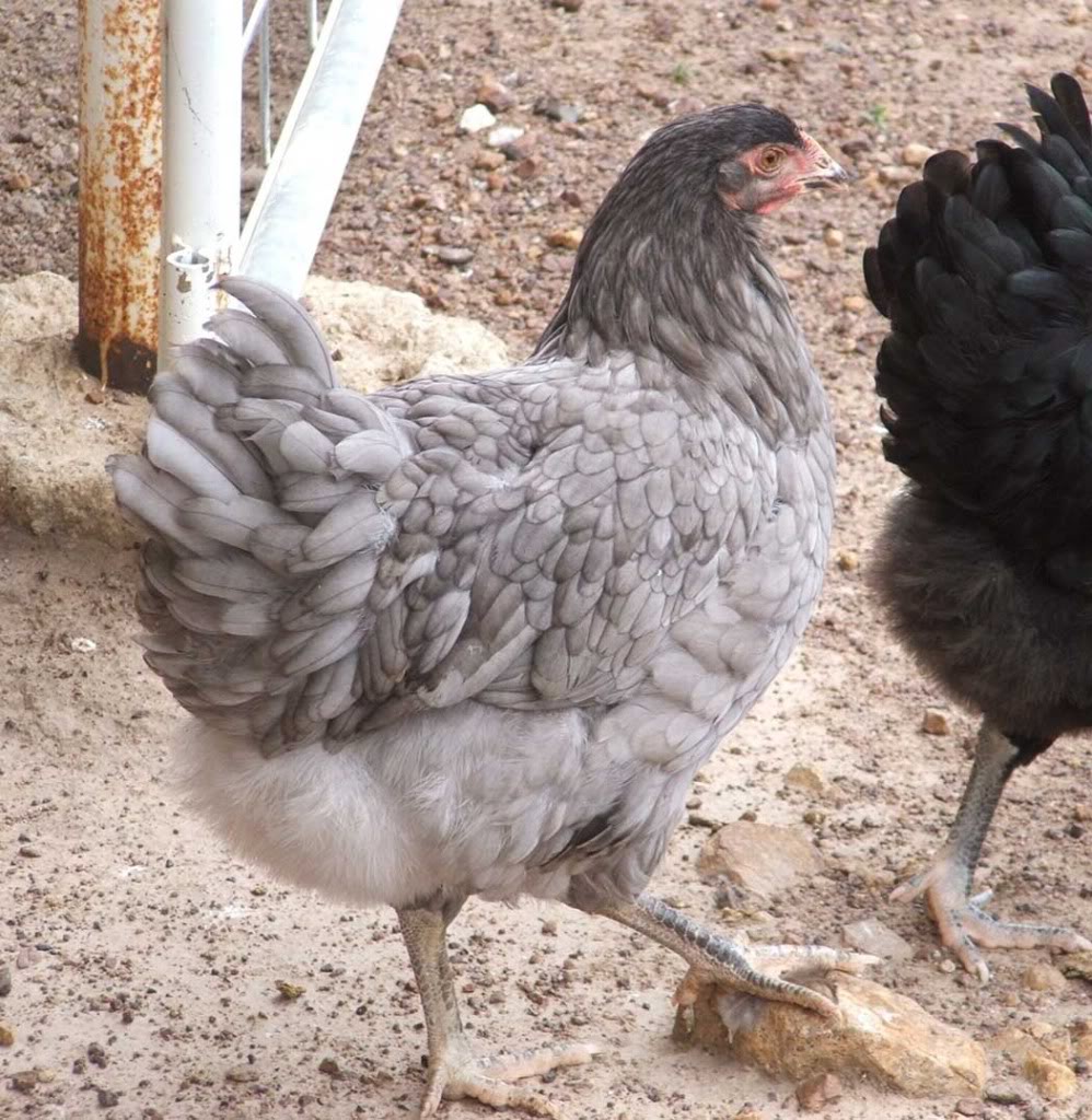 Wyandotte - Breed Feature  Blue_pullet1