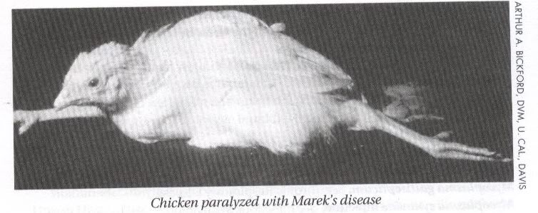 Marek's Disease Mareks