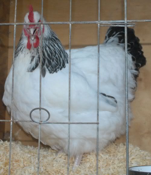 Sussex Breed Feature Sussex_pullet2