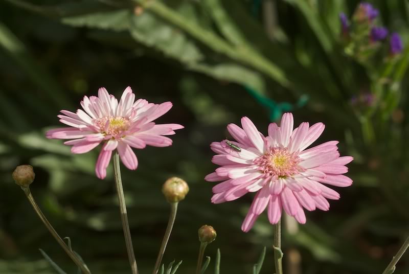 Abril en flor  (iniciado por Anabella) 1_IGP2492-a800