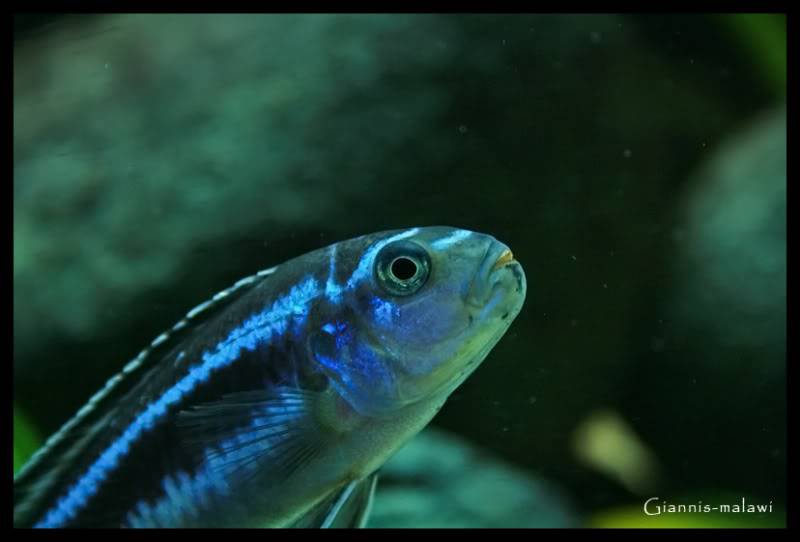 Melanochromis Cyaneorhabdos ("Maingano") Picture028copycopy