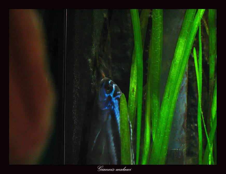 Melanochromis Cyaneorhabdos ("Maingano") Picture697copy