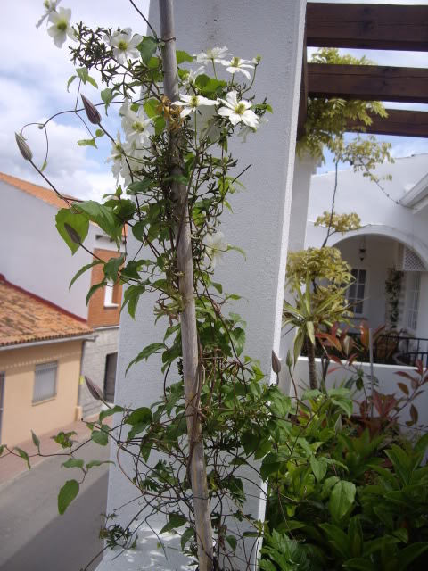 Las Clematis - Página 7 Mayo2010Pentax02324