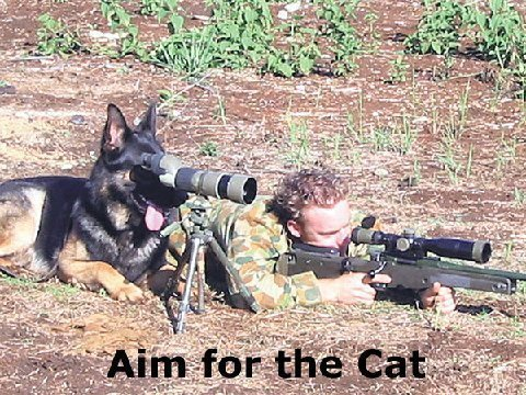 Photos Humour - Page 3 Catteamre9