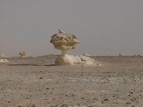 صور بلدي الحبيبه   ( مصر ) صور رائعه!! Gulls