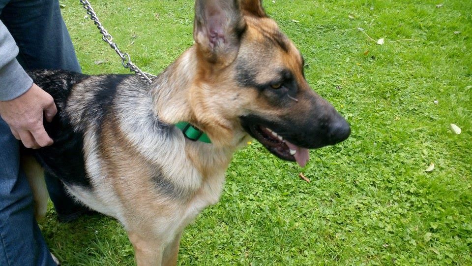 Sabre 15 month old youngster homed 10432494_10152693509189859_1839436147607968498_n