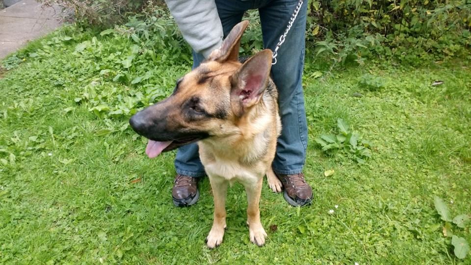 Sabre 15 month old youngster homed 10523940_10152693509029859_4766758839973097651_n