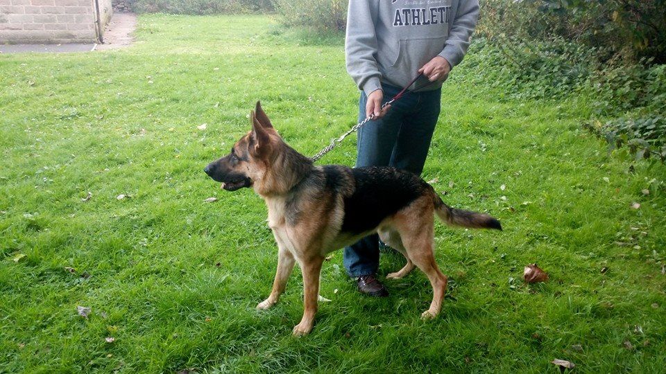 Sabre 15 month old youngster homed 10583945_10152693508904859_7487128434780278103_n