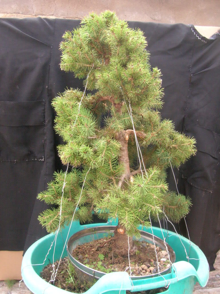 Picea sp. - needing advise DSCN1433