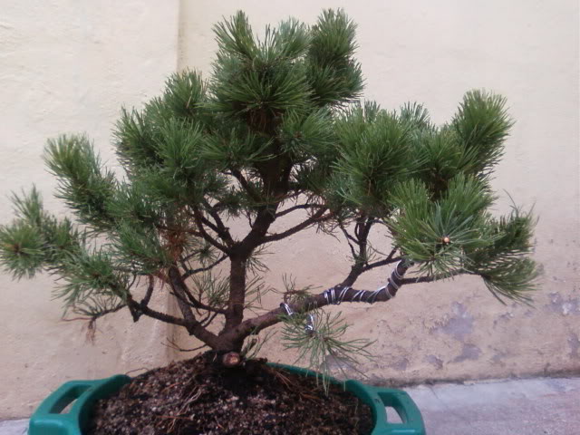Pinus mugo Fotos-0079